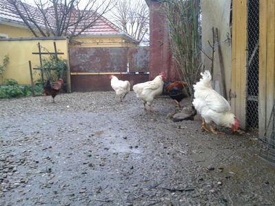 ; Negru Arămiu I = 4,815 kg.
Alb Zdupeș I = 4,375 kg.
Alb Înalt I = 4,100 kg.
Alb Zvelt I = 4,015 kg.
Vișiniul I = 3,765 kg.
(cântăriți – marți, ‎12 ‎decembrie ‎2023 | fotografiați – vineri, ‎14 ‎decemb
