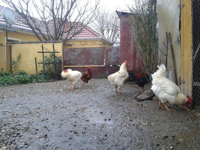 ; Negru Arămiu I = 4,815 kg.
Alb Zdupeș I = 4,375 kg.
Alb Înalt I = 4,100 kg.
Alb Zvelt I = 4,015 kg.
Vișiniul I = 3,765 kg.
(cântăriți – marți, ‎12 ‎decembrie ‎2023 | fotografiați – vineri, ‎14 ‎decemb
