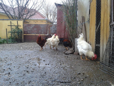 ; Negru Arămiu I = 4,815 kg.
Alb Zdupeș I = 4,375 kg.
Alb Înalt I = 4,100 kg.
Alb Zvelt I = 4,015 kg.
Vișiniul I = 3,765 kg.
(cântăriți – marți, ‎12 ‎decembrie ‎2023 | fotografiați – vineri, ‎14 ‎decemb
