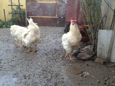; Negru Arămiu I = 4,815 kg.
Alb Zdupeș I = 4,375 kg.
Alb Înalt I = 4,100 kg.
Alb Zvelt I = 4,015 kg.
Vișiniul I = 3,765 kg.
(cântăriți – marți, ‎12 ‎decembrie ‎2023 | fotografiați – vineri, ‎14 ‎decemb
