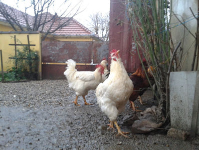 ; Negru Arămiu I = 4,815 kg.
Alb Zdupeș I = 4,375 kg.
Alb Înalt I = 4,100 kg.
Alb Zvelt I = 4,015 kg.
Vișiniul I = 3,765 kg.
(cântăriți – marți, ‎12 ‎decembrie ‎2023 | fotografiați – vineri, ‎14 ‎decemb
