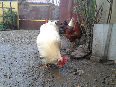 ; Negru Arămiu I = 4,815 kg.
Alb Zdupeș I = 4,375 kg.
Alb Înalt I = 4,100 kg.
Alb Zvelt I = 4,015 kg.
Vișiniul I = 3,765 kg.
(cântăriți – marți, ‎12 ‎decembrie ‎2023 | fotografiați – vineri, ‎14 ‎decemb

