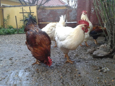 ; Negru Arămiu I = 4,815 kg.
Alb Zdupeș I = 4,375 kg.
Alb Înalt I = 4,100 kg.
Alb Zvelt I = 4,015 kg.
Vișiniul I = 3,765 kg.
(cântăriți – marți, ‎12 ‎decembrie ‎2023 | fotografiați – vineri, ‎14 ‎decemb
