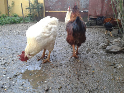 ; Negru Arămiu I = 4,815 kg.
Alb Zdupeș I = 4,375 kg.
Alb Înalt I = 4,100 kg.
Alb Zvelt I = 4,015 kg.
Vișiniul I = 3,765 kg.
(cântăriți – marți, ‎12 ‎decembrie ‎2023 | fotografiați – vineri, ‎14 ‎decemb
