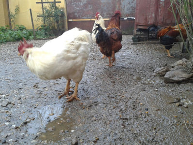 ; Negru Arămiu I = 4,815 kg.
Alb Zdupeș I = 4,375 kg.
Alb Înalt I = 4,100 kg.
Alb Zvelt I = 4,015 kg.
Vișiniul I = 3,765 kg.
(cântăriți – marți, ‎12 ‎decembrie ‎2023 | fotografiați – vineri, ‎14 ‎decemb
