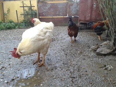 ; Negru Arămiu I = 4,815 kg.
Alb Zdupeș I = 4,375 kg.
Alb Înalt I = 4,100 kg.
Alb Zvelt I = 4,015 kg.
Vișiniul I = 3,765 kg.
(cântăriți – marți, ‎12 ‎decembrie ‎2023 | fotografiați – vineri, ‎14 ‎decemb
