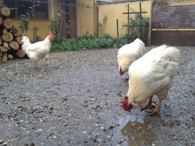 ; Negru Arămiu I = 4,815 kg.
Alb Zdupeș I = 4,375 kg.
Alb Înalt I = 4,100 kg.
Alb Zvelt I = 4,015 kg.
Vișiniul I = 3,765 kg.
(cântăriți – marți, ‎12 ‎decembrie ‎2023 | fotografiați – vineri, ‎14 ‎decemb
