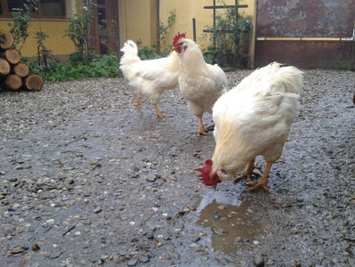 ; Negru Arămiu I = 4,815 kg.
Alb Zdupeș I = 4,375 kg.
Alb Înalt I = 4,100 kg.
Alb Zvelt I = 4,015 kg.
Vișiniul I = 3,765 kg.
(cântăriți – marți, ‎12 ‎decembrie ‎2023 | fotografiați – vineri, ‎14 ‎decemb
