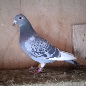 Femela 24-034....-rezervat Stoenesti