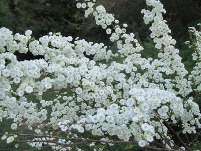 spirea_prunifolia_plena