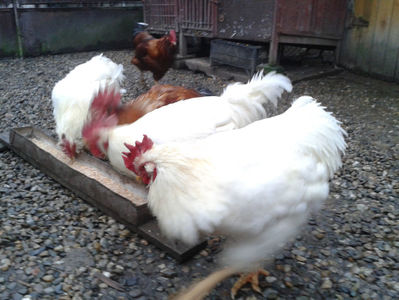 ; Negru Arămiu I = 4,815 kg.
Alb Zdupeș I = 4,375 kg.
Alb Înalt I = 4,100 kg.
Alb Zvelt I = 4,015 kg.
Vișiniul I = 3,765 kg.
(cântăriți – marți, ‎12 ‎decembrie ‎2023 | fotografiați – miercuri, ‎13 ‎dece
