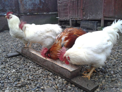 ; Negru Arămiu I = 4,815 kg.
Alb Zdupeș I = 4,375 kg.
Alb Înalt I = 4,100 kg.
Alb Zvelt I = 4,015 kg.
Vișiniul I = 3,765 kg.
(cântăriți – marți, ‎12 ‎decembrie ‎2023 | fotografiați – miercuri, ‎13 ‎dece
