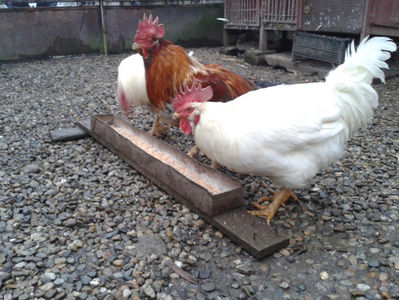 ; Negru Arămiu I = 4,815 kg.
Alb Zdupeș I = 4,375 kg.
Alb Înalt I = 4,100 kg.
Alb Zvelt I = 4,015 kg.
Vișiniul I = 3,765 kg.
(cântăriți – marți, ‎12 ‎decembrie ‎2023 | fotografiați – miercuri, ‎13 ‎dece
