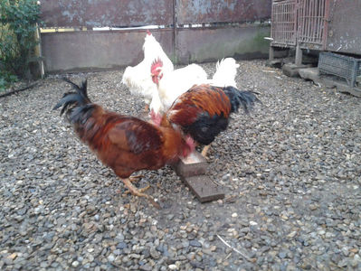 ; Negru Arămiu I = 4,815 kg.
Alb Zdupeș I = 4,375 kg.
Alb Înalt I = 4,100 kg.
Alb Zvelt I = 4,015 kg.
Vișiniul I = 3,765 kg.
(cântăriți – marți, ‎12 ‎decembrie ‎2023 | fotografiați – miercuri, ‎13 ‎dece

