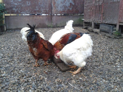 ; Negru Arămiu I = 4,815 kg.
Alb Zdupeș I = 4,375 kg.
Alb Înalt I = 4,100 kg.
Alb Zvelt I = 4,015 kg.
Vișiniul I = 3,765 kg.
(cântăriți – marți, ‎12 ‎decembrie ‎2023 | fotografiați – miercuri, ‎13 ‎dece
