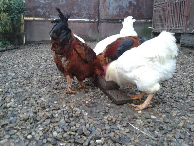 ; Negru Arămiu I = 4,815 kg.
Alb Zdupeș I = 4,375 kg.
Alb Înalt I = 4,100 kg.
Alb Zvelt I = 4,015 kg.
Vișiniul I = 3,765 kg.
(cântăriți – marți, ‎12 ‎decembrie ‎2023 | fotografiați – miercuri, ‎13 ‎dece
