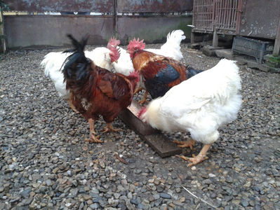 ; Negru Arămiu I = 4,815 kg.
Alb Zdupeș I = 4,375 kg.
Alb Înalt I = 4,100 kg.
Alb Zvelt I = 4,015 kg.
Vișiniul I = 3,765 kg.
(cântăriți – marți, ‎12 ‎decembrie ‎2023 | fotografiați – miercuri, ‎13 ‎dece
