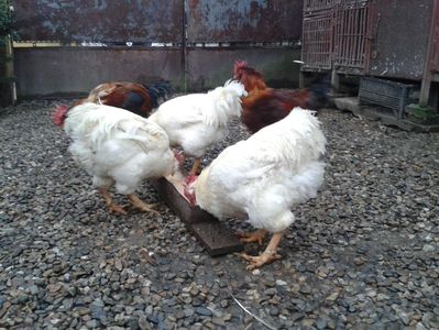 ; Negru Arămiu I = 4,815 kg.
Alb Zdupeș I = 4,375 kg.
Alb Înalt I = 4,100 kg.
Alb Zvelt I = 4,015 kg.
Vișiniul I = 3,765 kg.
(cântăriți – marți, ‎12 ‎decembrie ‎2023 | fotografiați – miercuri, ‎13 ‎dece
