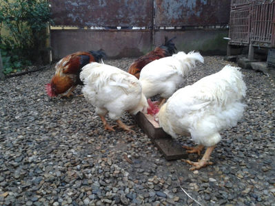 ; Negru Arămiu I = 4,815 kg.
Alb Zdupeș I = 4,375 kg.
Alb Înalt I = 4,100 kg.
Alb Zvelt I = 4,015 kg.
Vișiniul I = 3,765 kg.
(cântăriți – marți, ‎12 ‎decembrie ‎2023 | fotografiați – miercuri, ‎13 ‎dece
