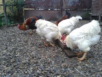 ; Negru Arămiu I = 4,815 kg.
Alb Zdupeș I = 4,375 kg.
Alb Înalt I = 4,100 kg.
Alb Zvelt I = 4,015 kg.
Vișiniul I = 3,765 kg.
(cântăriți – marți, ‎12 ‎decembrie ‎2023 | fotografiați – miercuri, ‎13 ‎dece
