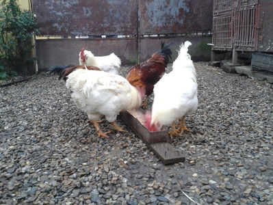 ; Negru Arămiu I = 4,815 kg.
Alb Zdupeș I = 4,375 kg.
Alb Înalt I = 4,100 kg.
Alb Zvelt I = 4,015 kg.
Vișiniul I = 3,765 kg.
(cântăriți – marți, ‎12 ‎decembrie ‎2023 | fotografiați – miercuri, ‎13 ‎dece
