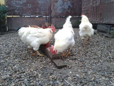 ; Negru Arămiu I = 4,815 kg.
Alb Zdupeș I = 4,375 kg.
Alb Înalt I = 4,100 kg.
Alb Zvelt I = 4,015 kg.
Vișiniul I = 3,765 kg.
(cântăriți – marți, ‎12 ‎decembrie ‎2023 | fotografiați – miercuri, ‎13 ‎dece
