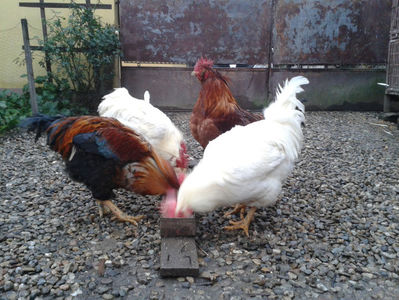 ; Negru Arămiu I = 4,815 kg.
Alb Zdupeș I = 4,375 kg.
Alb Înalt I = 4,100 kg.
Alb Zvelt I = 4,015 kg.
Vișiniul I = 3,765 kg.
(cântăriți – marți, ‎12 ‎decembrie ‎2023 | fotografiați – miercuri, ‎13 ‎dece
