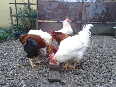 ; Negru Arămiu I = 4,815 kg.
Alb Zdupeș I = 4,375 kg.
Alb Înalt I = 4,100 kg.
Alb Zvelt I = 4,015 kg.
Vișiniul I = 3,765 kg.
(cântăriți – marți, ‎12 ‎decembrie ‎2023 | fotografiați – miercuri, ‎13 ‎dece
