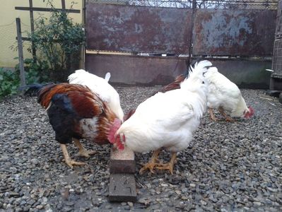 ; Negru Arămiu I = 4,815 kg.
Alb Zdupeș I = 4,375 kg.
Alb Înalt I = 4,100 kg.
Alb Zvelt I = 4,015 kg.
Vișiniul I = 3,765 kg.
(cântăriți – marți, ‎12 ‎decembrie ‎2023 | fotografiați – miercuri, ‎13 ‎dece
