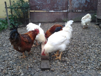 ; Negru Arămiu I = 4,815 kg.
Alb Zdupeș I = 4,375 kg.
Alb Înalt I = 4,100 kg.
Alb Zvelt I = 4,015 kg.
Vișiniul I = 3,765 kg.
(cântăriți – marți, ‎12 ‎decembrie ‎2023 | fotografiați – miercuri, ‎13 ‎dece
