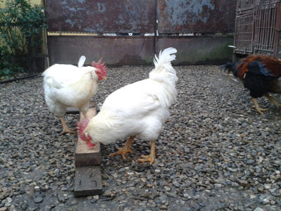 ; Negru Arămiu I = 4,815 kg.
Alb Zdupeș I = 4,375 kg.
Alb Înalt I = 4,100 kg.
Alb Zvelt I = 4,015 kg.
Vișiniul I = 3,765 kg.
(cântăriți – marți, ‎12 ‎decembrie ‎2023 | fotografiați – miercuri, ‎13 ‎dece
