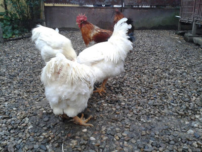 ; Negru Arămiu I = 4,815 kg.
Alb Zdupeș I = 4,375 kg.
Alb Înalt I = 4,100 kg.
Alb Zvelt I = 4,015 kg.
Vișiniul I = 3,765 kg.
(cântăriți – marți, ‎12 ‎decembrie ‎2023 | fotografiați – miercuri, ‎13 ‎dece
