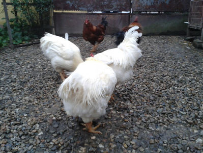 ; Negru Arămiu I = 4,815 kg.
Alb Zdupeș I = 4,375 kg.
Alb Înalt I = 4,100 kg.
Alb Zvelt I = 4,015 kg.
Vișiniul I = 3,765 kg.
(cântăriți – marți, ‎12 ‎decembrie ‎2023 | fotografiați – miercuri, ‎13 ‎dece

