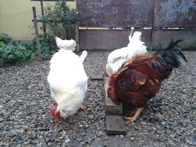 ; Negru Arămiu I = 4,815 kg.
Alb Zdupeș I = 4,375 kg.
Alb Înalt I = 4,100 kg.
Alb Zvelt I = 4,015 kg.
Vișiniul I = 3,765 kg.
(cântăriți – marți, ‎12 ‎decembrie ‎2023 | fotografiați – miercuri, ‎13 ‎dece
