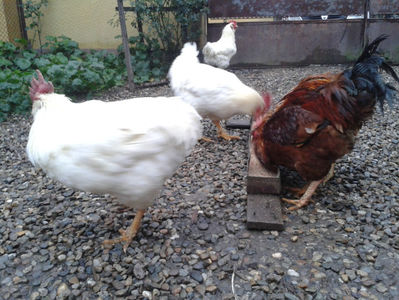 ; Negru Arămiu I = 4,815 kg.
Alb Zdupeș I = 4,375 kg.
Alb Înalt I = 4,100 kg.
Alb Zvelt I = 4,015 kg.
Vișiniul I = 3,765 kg.
(cântăriți – marți, ‎12 ‎decembrie ‎2023 | fotografiați – miercuri, ‎13 ‎dece
