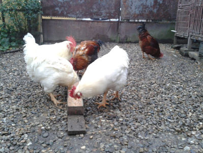 ; Negru Arămiu I = 4,815 kg.
Alb Zdupeș I = 4,375 kg.
Alb Înalt I = 4,100 kg.
Alb Zvelt I = 4,015 kg.
Vișiniul I = 3,765 kg.
(cântăriți – marți, ‎12 ‎decembrie ‎2023 | fotografiați – miercuri, ‎13 ‎dece
