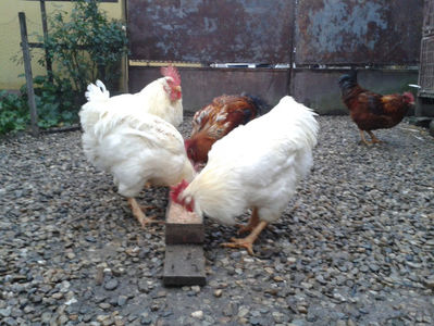 ; Negru Arămiu I = 4,815 kg.
Alb Zdupeș I = 4,375 kg.
Alb Înalt I = 4,100 kg.
Alb Zvelt I = 4,015 kg.
Vișiniul I = 3,765 kg.
(cântăriți – marți, ‎12 ‎decembrie ‎2023 | fotografiați – miercuri, ‎13 ‎dece
