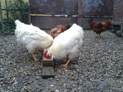 ; Negru Arămiu I = 4,815 kg.
Alb Zdupeș I = 4,375 kg.
Alb Înalt I = 4,100 kg.
Alb Zvelt I = 4,015 kg.
Vișiniul I = 3,765 kg.
(cântăriți – marți, ‎12 ‎decembrie ‎2023 | fotografiați – miercuri, ‎13 ‎dece
