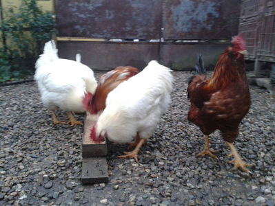 ; Negru Arămiu I = 4,815 kg.
Alb Zdupeș I = 4,375 kg.
Alb Înalt I = 4,100 kg.
Alb Zvelt I = 4,015 kg.
Vișiniul I = 3,765 kg.
(cântăriți – marți, ‎12 ‎decembrie ‎2023 | fotografiați – miercuri, ‎13 ‎dece
