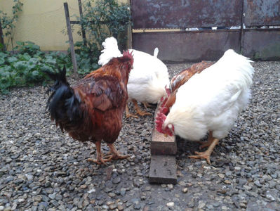 ; Negru Arămiu I = 4,815 kg.
Alb Zdupeș I = 4,375 kg.
Alb Înalt I = 4,100 kg.
Alb Zvelt I = 4,015 kg.
Vișiniul I = 3,765 kg.
(cântăriți – marți, ‎12 ‎decembrie ‎2023 | fotografiați – miercuri, ‎13 ‎dece
