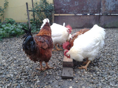 ; Negru Arămiu I = 4,815 kg.
Alb Zdupeș I = 4,375 kg.
Alb Înalt I = 4,100 kg.
Alb Zvelt I = 4,015 kg.
Vișiniul I = 3,765 kg.
(cântăriți – marți, ‎12 ‎decembrie ‎2023 | fotografiați – miercuri, ‎13 ‎dece
