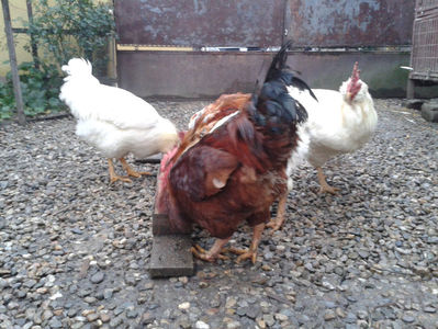 ; Negru Arămiu I = 4,815 kg.
Alb Zdupeș I = 4,375 kg.
Alb Înalt I = 4,100 kg.
Alb Zvelt I = 4,015 kg.
Vișiniul I = 3,765 kg.
(cântăriți – marți, ‎12 ‎decembrie ‎2023 | fotografiați – miercuri, ‎13 ‎dece
