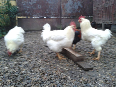 ; Negru Arămiu I = 4,815 kg.
Alb Zdupeș I = 4,375 kg.
Alb Înalt I = 4,100 kg.
Alb Zvelt I = 4,015 kg.
Vișiniul I = 3,765 kg.
(cântăriți – marți, ‎12 ‎decembrie ‎2023 | fotografiați – miercuri, ‎13 ‎dece
