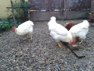 ; Negru Arămiu I = 4,815 kg.
Alb Zdupeș I = 4,375 kg.
Alb Înalt I = 4,100 kg.
Alb Zvelt I = 4,015 kg.
Vișiniul I = 3,765 kg.
(cântăriți – marți, ‎12 ‎decembrie ‎2023 | fotografiați – miercuri, ‎13 ‎dece
