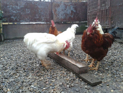 ; Negru Arămiu I = 4,815 kg.
Alb Zdupeș I = 4,375 kg.
Alb Înalt I = 4,100 kg.
Alb Zvelt I = 4,015 kg.
Vișiniul I = 3,765 kg.
(cântăriți – marți, ‎12 ‎decembrie ‎2023 | fotografiați – miercuri, ‎13 ‎dece
