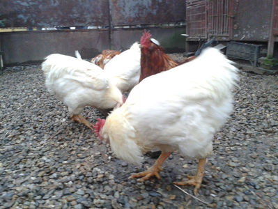 ; Negru Arămiu I = 4,815 kg.
Alb Zdupeș I = 4,375 kg.
Alb Înalt I = 4,100 kg.
Alb Zvelt I = 4,015 kg.
Vișiniul I = 3,765 kg.
(cântăriți – marți, ‎12 ‎decembrie ‎2023 | fotografiați – miercuri, ‎13 ‎dece
