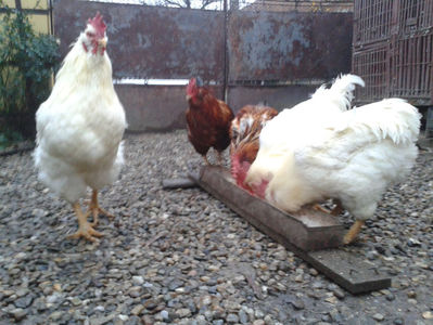 ; Negru Arămiu I = 4,815 kg.
Alb Zdupeș I = 4,375 kg.
Alb Înalt I = 4,100 kg.
Alb Zvelt I = 4,015 kg.
Vișiniul I = 3,765 kg.
(cântăriți – marți, ‎12 ‎decembrie ‎2023 | fotografiați – miercuri, ‎13 ‎dece
