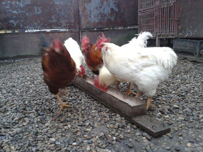 ; Negru Arămiu I = 4,815 kg.
Alb Zdupeș I = 4,375 kg.
Alb Înalt I = 4,100 kg.
Alb Zvelt I = 4,015 kg.
Vișiniul I = 3,765 kg.
(cântăriți – marți, ‎12 ‎decembrie ‎2023 | fotografiați – miercuri, ‎13 ‎dece

