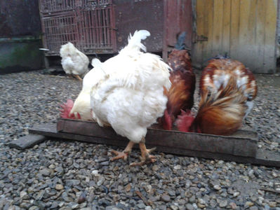 ; Negru Arămiu I = 4,815 kg.
Alb Zdupeș I = 4,375 kg.
Alb Înalt I = 4,100 kg.
Alb Zvelt I = 4,015 kg.
Vișiniul I = 3,765 kg.
(cântăriți – marți, ‎12 ‎decembrie ‎2023 | fotografiați – miercuri, ‎13 ‎dece
