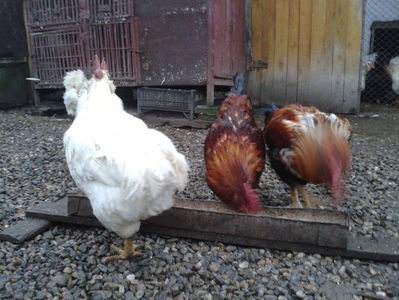 ; Negru Arămiu I = 4,815 kg.
Alb Zdupeș I = 4,375 kg.
Alb Înalt I = 4,100 kg.
Alb Zvelt I = 4,015 kg.
Vișiniul I = 3,765 kg.
(cântăriți – marți, ‎12 ‎decembrie ‎2023 | fotografiați – miercuri, ‎13 ‎dece
